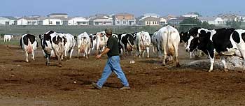 Instead of the rolling green pastures for his cows, Ronnie Aprile is greeted by a sprawling subdivision that surrounds the family's dairy farm. ROBERT BURKE Tribune